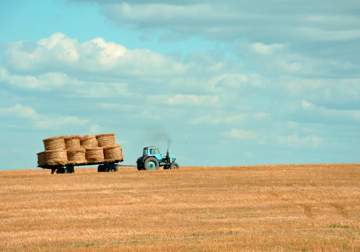 Trator levando fardos de feno pelo campo