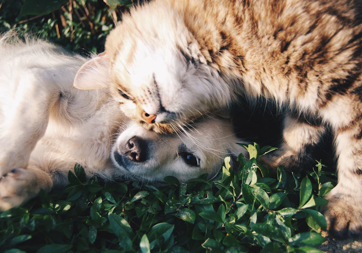 Cachorro e gato abraçados na grama