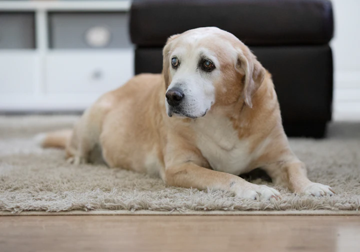 Labrador deitado, tranquilo, em casa