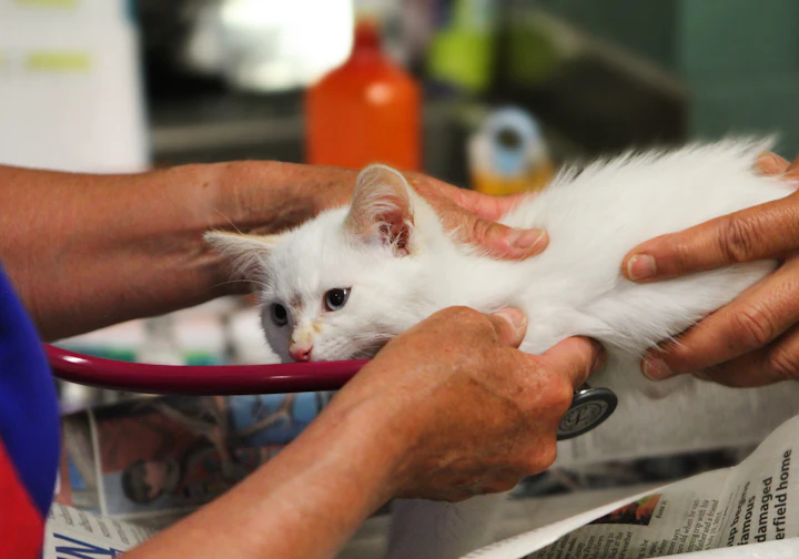 Gatinho sendo examinado pela veterinária